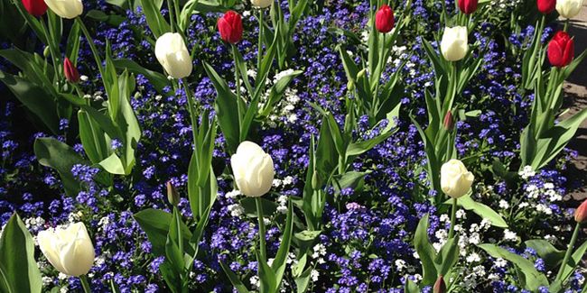 Les secrets d'un jardin flamboyant au printemps