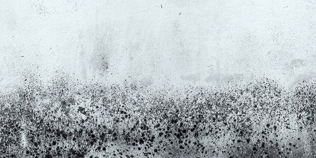 Astuces pour éliminer efficacement la moisissure sur toutes les surfaces