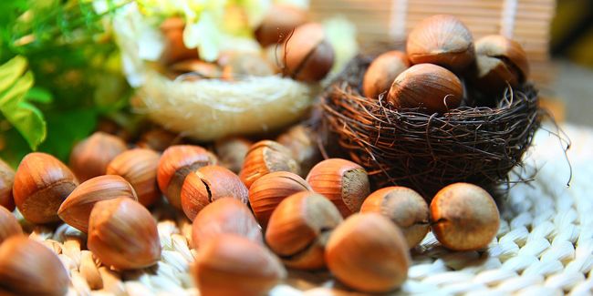 Les bienfaits insoupçonnés des noisettes pour votre santé