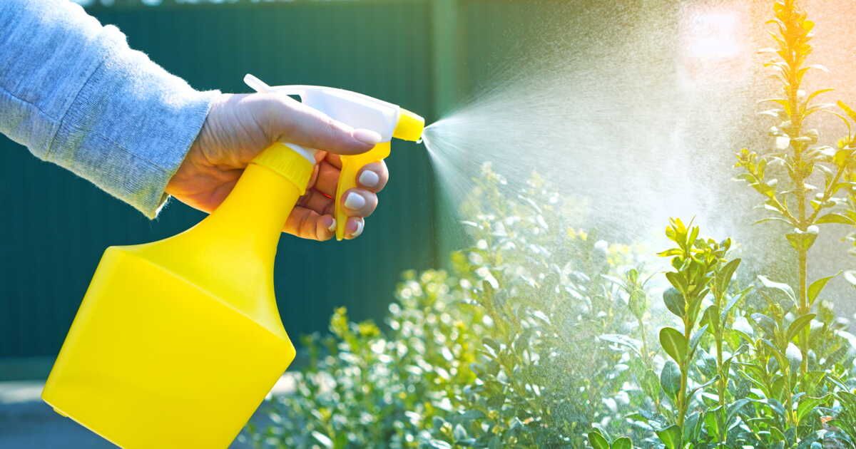 Révolutionnez votre jardin avec l'eau de mozzarella