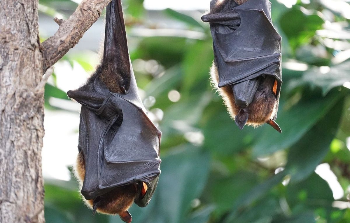 Une famille en détresse face à une invasion de chauves-souris dans le Rhône