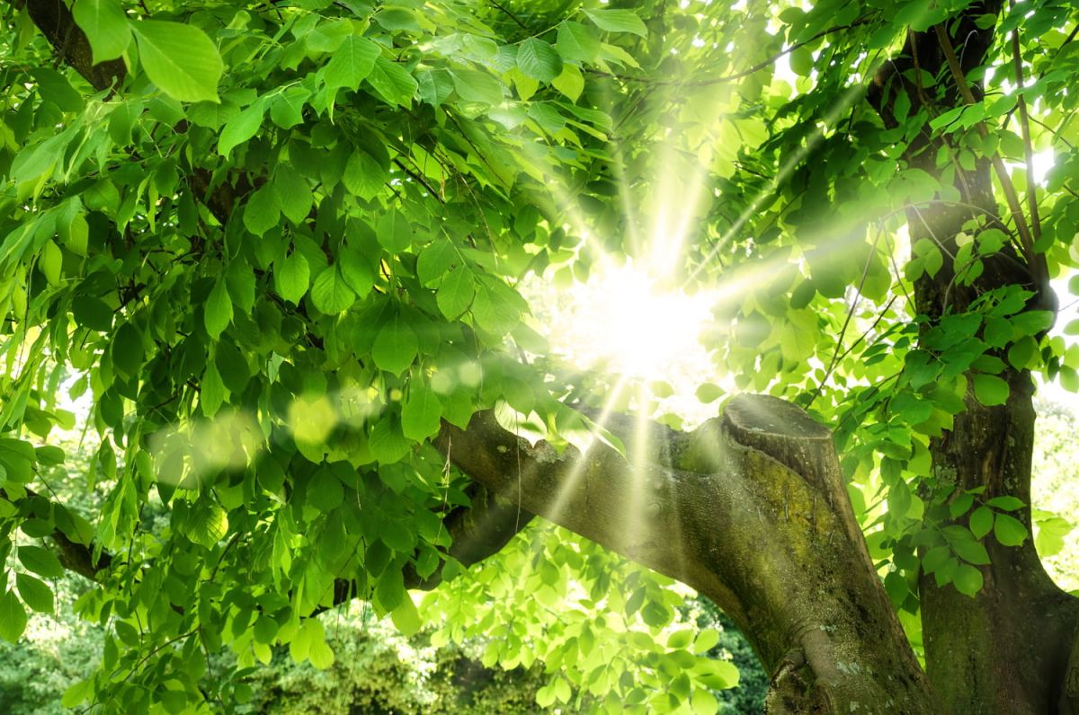 Découvrez le hêtre : un arbre majestueux pour votre jardin