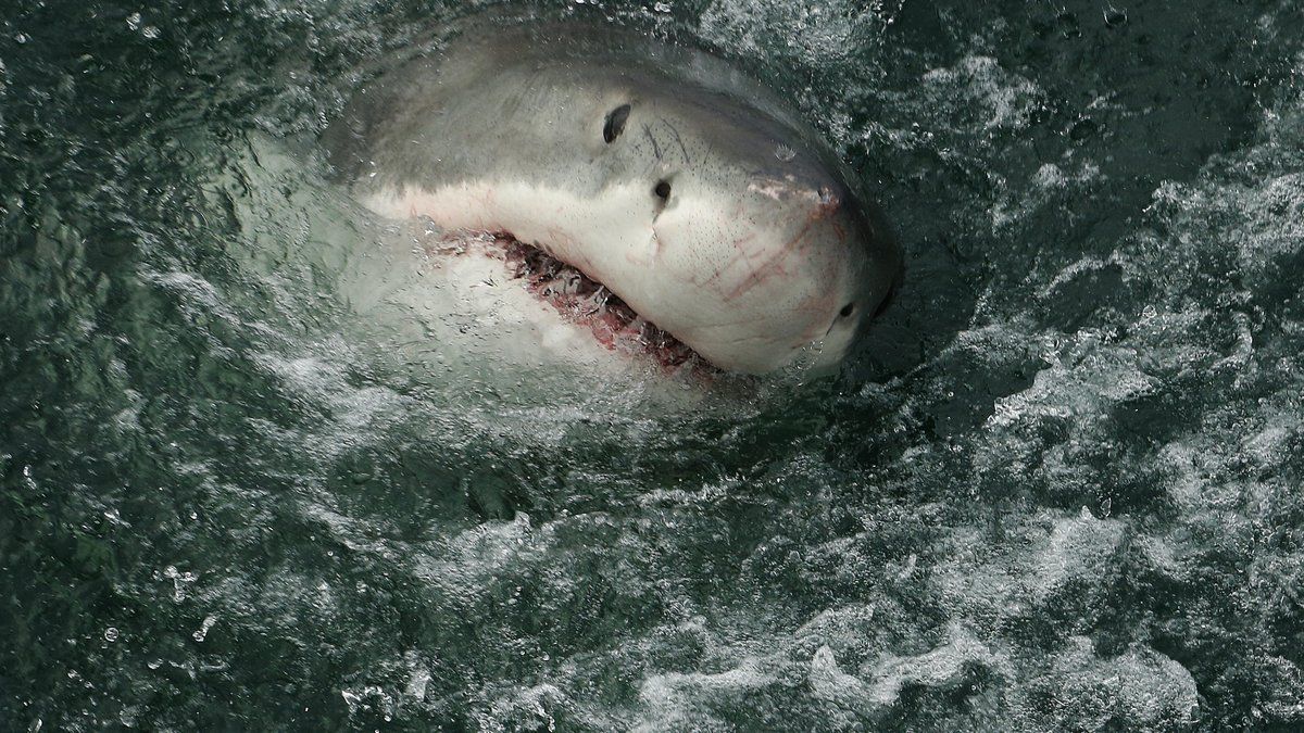 Une fausse alerte aux requins blague sur les réseaux sociaux : l'impact d'une IA mal comprise