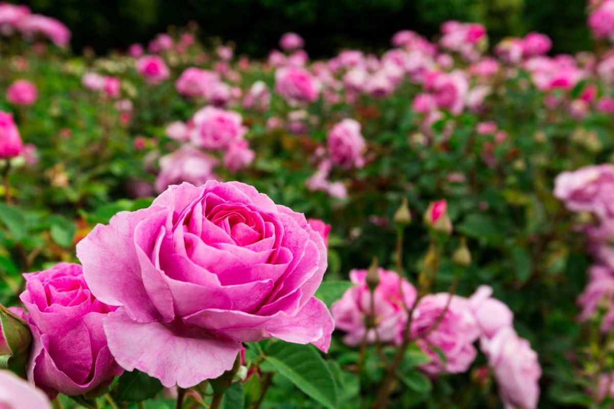 Un secret de salle de bain pour des rosiers éclatants de santé