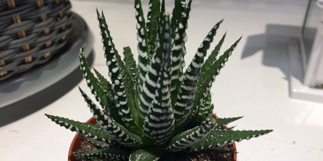 Haworthia : des succulentes en rosette