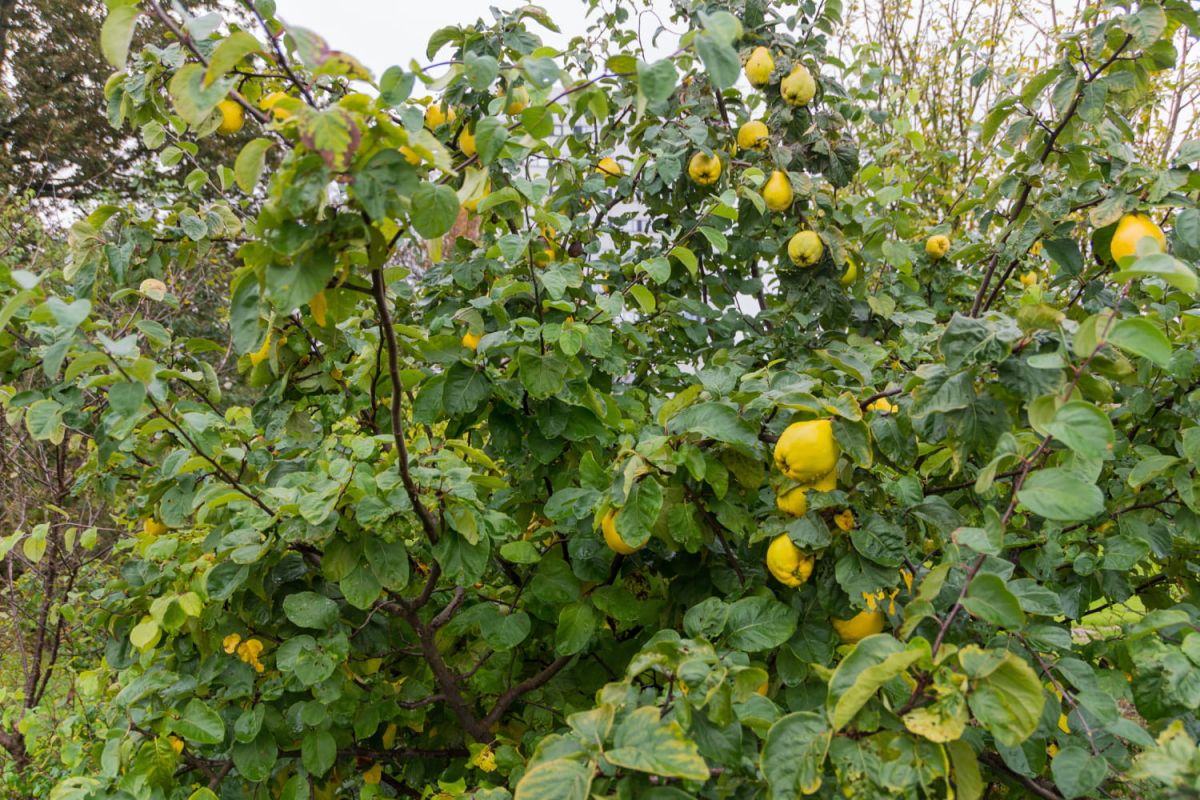 Septembre : un mois de récolte abondante au jardin