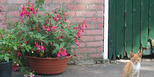 Préparer votre fuchsia pour l'hiver : astuces et conseils