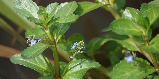 Véronique des marais (Veronica beccabunga) : une plante aux fleurs délicates