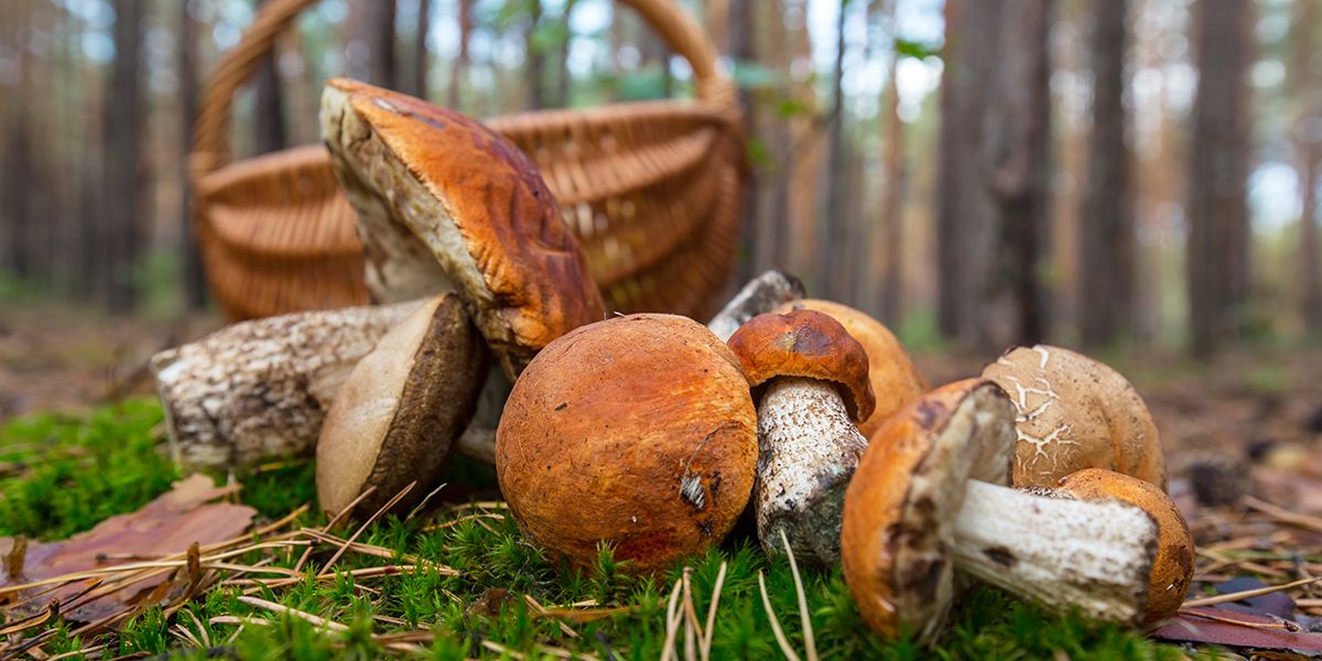 Cueillette des champignons : les indispensables à connaître