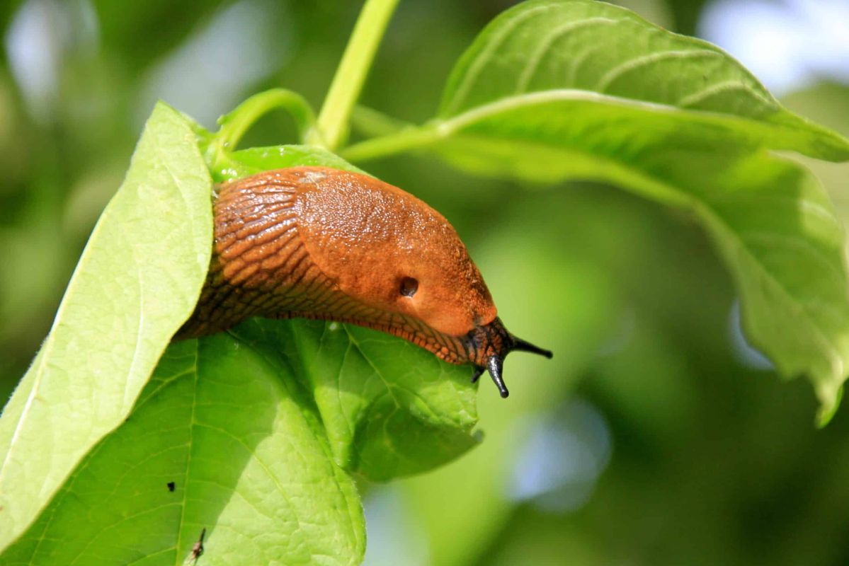 Pourquoi vous devriez aimer les limaces dans votre jardin